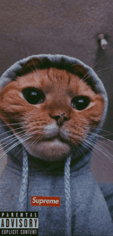 a cat wearing a parental advisory explicit content supreme hoodie