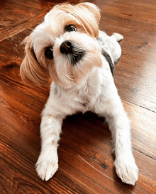 a small brown and white dog laying on a wooden floor looking up