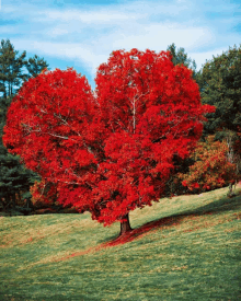 a heart shaped tree with red leaves in a field