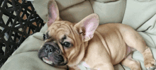 a french bulldog is laying down on a chair with its ears up