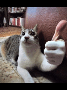 a cat is giving a thumbs up sign with its paw