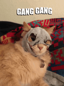 a cat wearing a knitted mask laying on a bed with the caption gang gang