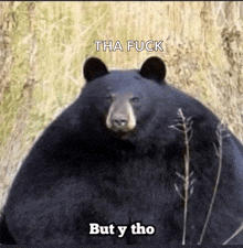 a black bear with the words tha fuck but y tho on it