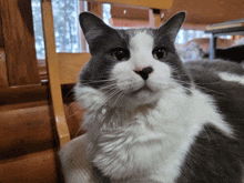 a gray and white cat is sitting on a chair