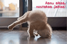 a kitten is doing a handstand in front of a window with the words aamu alkaa notakaa jalkaa