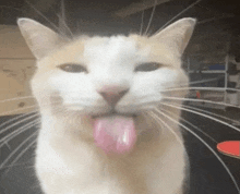 a white and orange cat is sticking its tongue out .