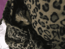 a cat wrapped in a leopard print blanket looks at the camera