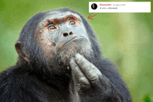 a picture of a chimpanzee with a red arrow pointing to a post by dissoziativ