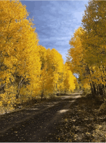 a dirt road with yellow trees on the side