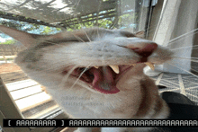 a close up of a cat yawning with a caption that says ' aa ' on it