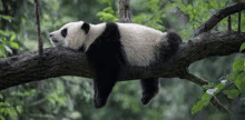 a panda bear is sleeping on a tree branch in a forest .