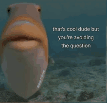 a fish is swimming in the ocean with a caption that says that 's cool dude but you 're avoiding the question