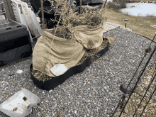 a hayward cooler sits on a pile of gravel next to a plant