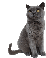 a gray cat with yellow eyes is sitting on a white surface