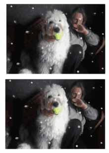 two pictures of a woman holding a tennis ball next to a white dog