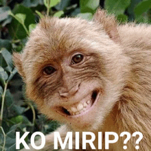 a picture of a monkey with the words ko mirip written on it