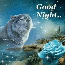 a wolf is standing in the water next to a blue rose and a good night message .