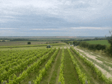 a tractor is driving through a vineyard with a large body of water in the distance