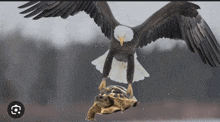 a bald eagle is holding a turtle in its talons while flying over it