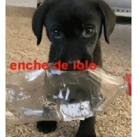 a black dog is holding a plastic bottle in its mouth with the words " enche de lole " in red