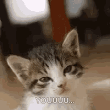 a gray and white kitten is sitting on the floor and looking at the camera with a funny face .