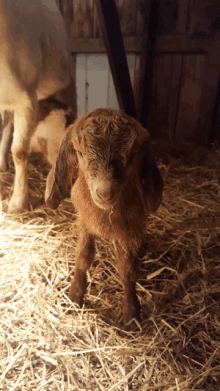 a baby goat standing in the hay looking at the camera