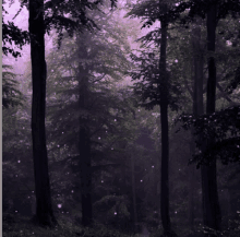 a dark forest with a lot of trees and a lot of leaves