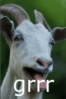 a close up of a goat with its tongue hanging out and the word grrr on the bottom