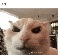 a close up of a cat 's face with a smiley face on it .