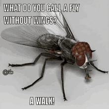 a picture of a fly with a caption that says what do you call a fly without wings