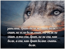 a close up of a wolf 's eyes with a quote in russian on the bottom .