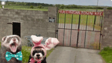 a ferret wearing bunny ears and a bow tie stands in front of a gate that says mullingar town afc