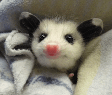 a small white opossum with black ears and a red nose