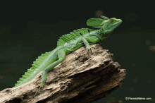 a green lizard is sitting on a piece of wood with the website planetstillalive.com in the bottom right corner