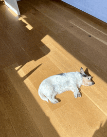 a small white dog laying on a wooden floor in the sun