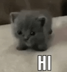 a small gray kitten is sitting on a white blanket and saying hi .