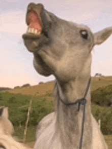 a close up of a horse with its mouth open and its teeth showing .