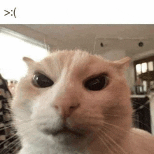 a close up of a cat taking a selfie with a smiley face .