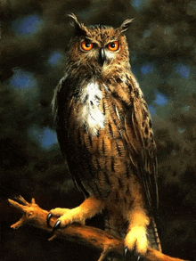 an owl is perched on a tree branch looking at the camera