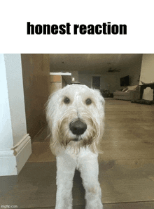 a picture of a dog with the words " honest reaction " below it