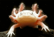 a close up of an axolotl with pink feathers