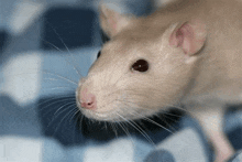 a close up of a rat 's face on a blue checkered surface .