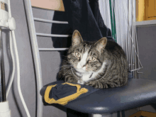 a cat laying on a chair with a collar that has a zipper on it