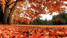 a pile of leaves laying on the ground in a park under a tree .