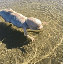 a dolphin is swimming in the water on the beach