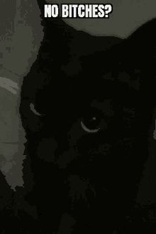 a black cat is looking at the camera with the caption no bitches