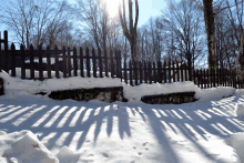 the sun shines through the trees and casts a shadow on the snow