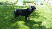 a black dog is standing in the grass with a fence in the background