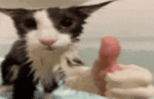 a black and white cat wearing a hat is giving a thumbs up .