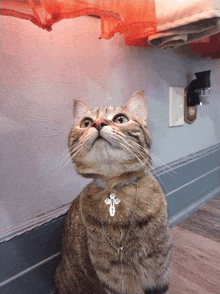 a cat with a cross necklace around its neck